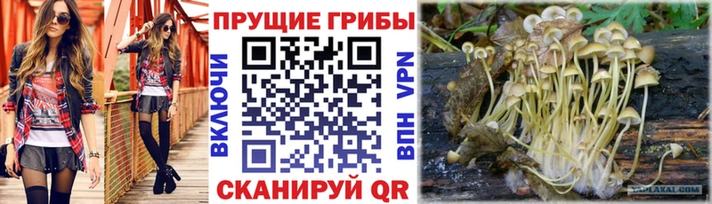 Купить закладки  Бакал  Псилоцибиновые грибы Cubensis 